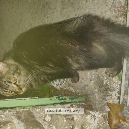 Photo 1/1 Found cat Found in Conde