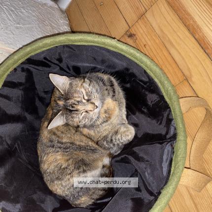 Photo 1/1 Rosie Chat lost in Edling