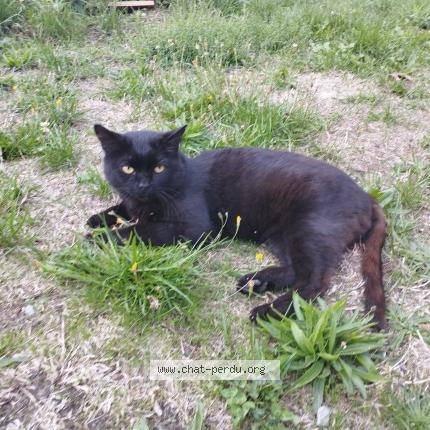 Photo 1/2 Found cat Found in Miallet