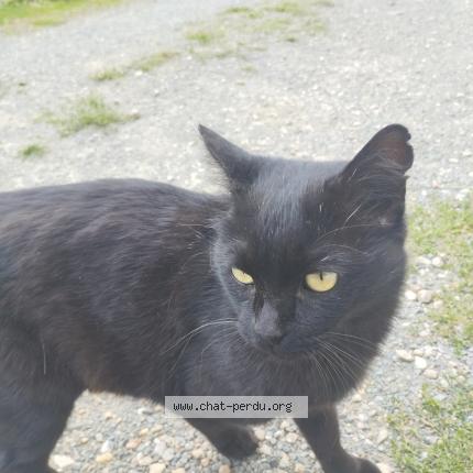 Photo 2/2 Found cat Found in Miallet