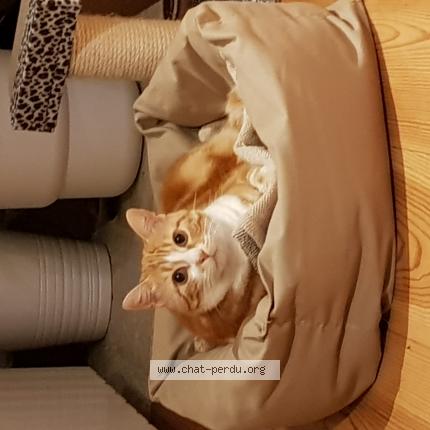 Photo 1/1 Minou Chat lost in Bayonne