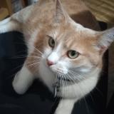 Picture of cat lost at Reignac