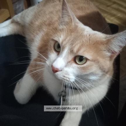 Photo 1/1 Mira Chat lost in Reignac