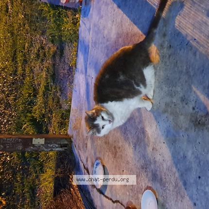 Photo 1/1 surnomm&eacute; Roudoudou Chat lost in Pacy sur eure