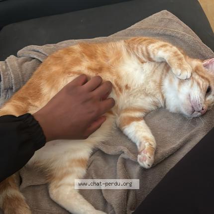 Photo 1/1 Petitcu Chat lost in Beaumont sur sarthe