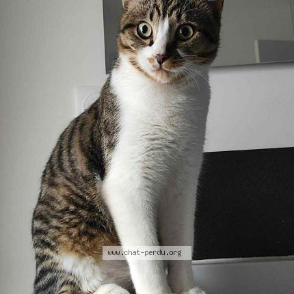 Photo 1/1 Tigrou Chat lost in Rouffiac