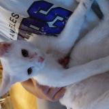 Picture of cat found at Roubaix