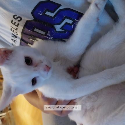 Photo 1/1 Found cat Found in Roubaix