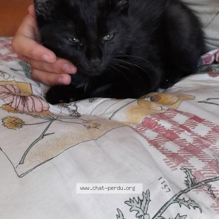 Photo 1/1 Réglisse Chat lost in Brech