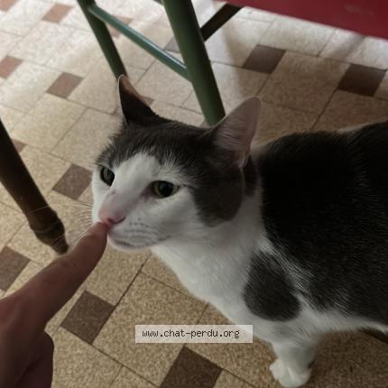 Photo 1/1 Pot de colle Chat lost in Lorquin