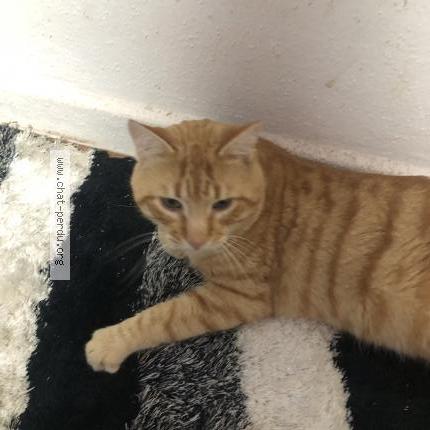 Photo 1/1 Croquette Chat lost in Bergholtz