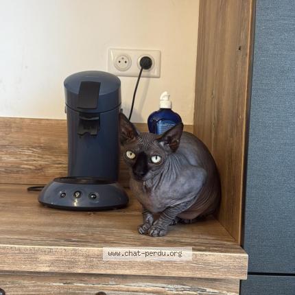 Photo 1/1 Mamie Chat lost in La gaude