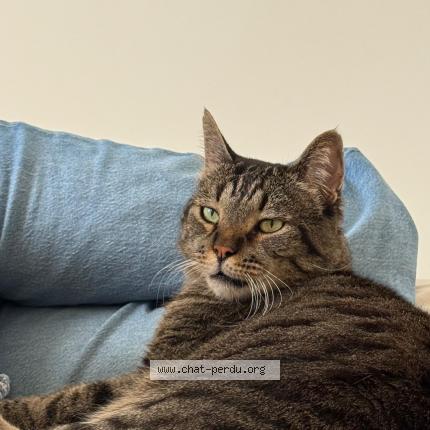 Photo 1/1 TIGROU Chat lost in Cannes