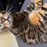 Picture of cat lost at Oissel