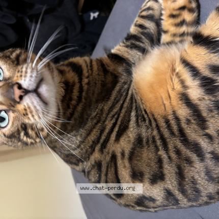 Photo 1/1 Kyubi Chat lost in Oissel