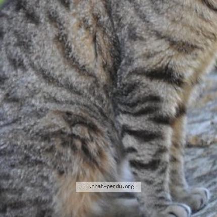 Photo 1/2 Found cat Found in Saint georges d orques