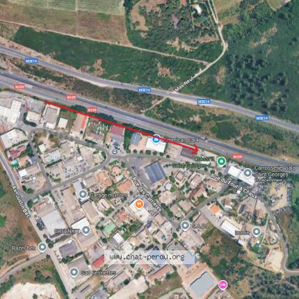 Photo 2/2 Found cat Found in Saint georges d orques