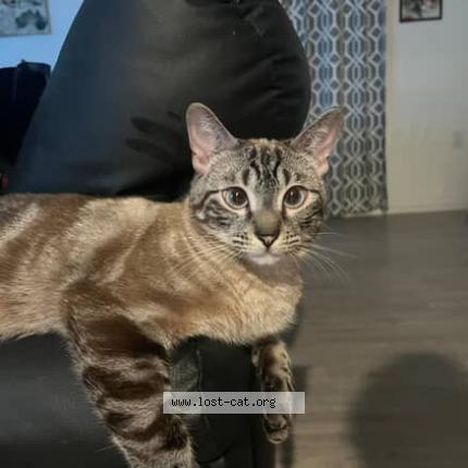 Photo 1/1 Jack Chat lost in San antonio