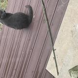 Picture of cat found at La Rochelle