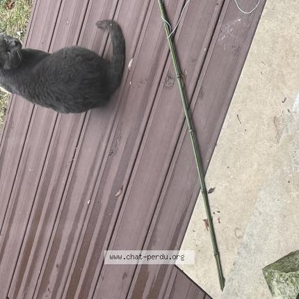 Photo 1/1 Found cat Found in La rochelle