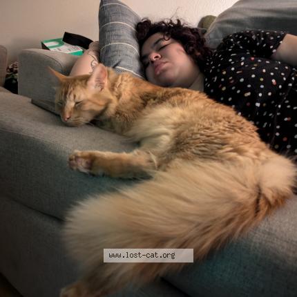 Photo 1/1 Rudy Chat lost in Clovis