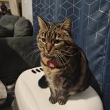 Picture of cat lost at Aigues Mortes