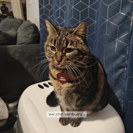 Photo 1/1 Lyly Chat lost in Aigues mortes