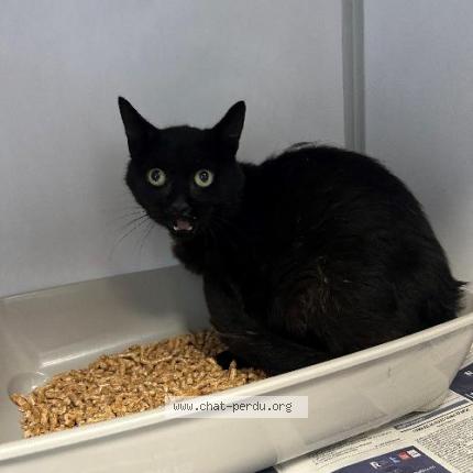 Photo 1/1 Found cat Found in Bondues