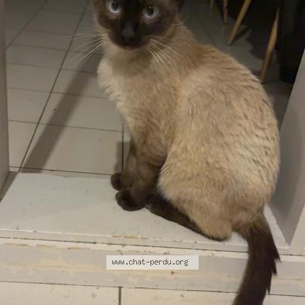 Photo 1/1 Bounty Chat lost in Port sainte foy et ponchapt