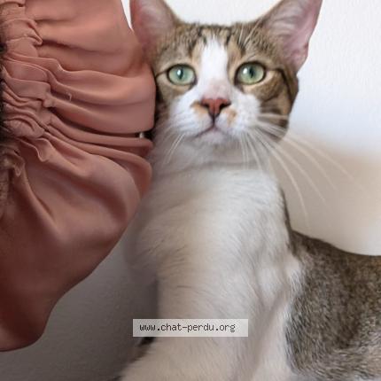 Photo 1/1 Cojo Chat lost in Marseille