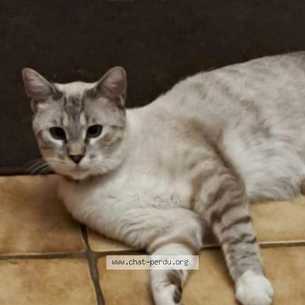 Photo 1/1 Milo Chat lost in Montpellier