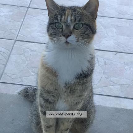 Photo 1/1 Or&eacute;a Chat lost in St hilaire de lusignan