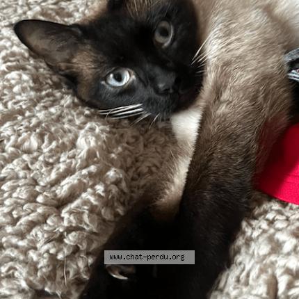 Photo 1/1 Oslo Chat lost in Combourg