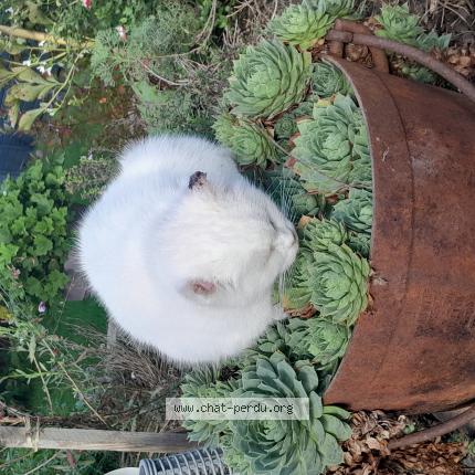 Photo 1/1 framboise Chat lost in Thianges