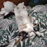 Picture of cat lost at Chantonnay