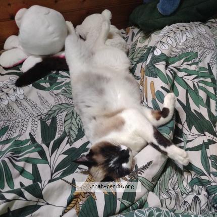 Photo 1/1 youtow Chat lost in Chantonnay