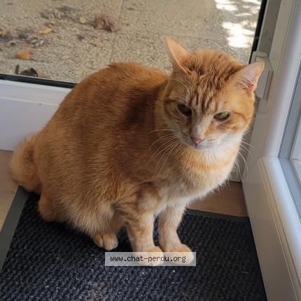 Photo 1/1 Triskel Chat lost in Brou sur chantereine