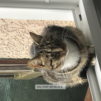 Photo 1/1 Socquette Chat lost in Chanteloup en brie