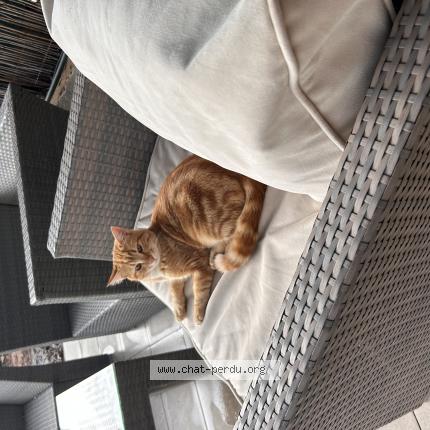 Photo 1/1 Lexy Chat lost in Sollies pont