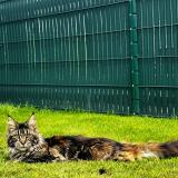 Picture of cat lost at Chaingy