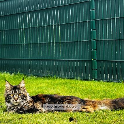 Photo 1/1 Umi Chat lost in Chaingy