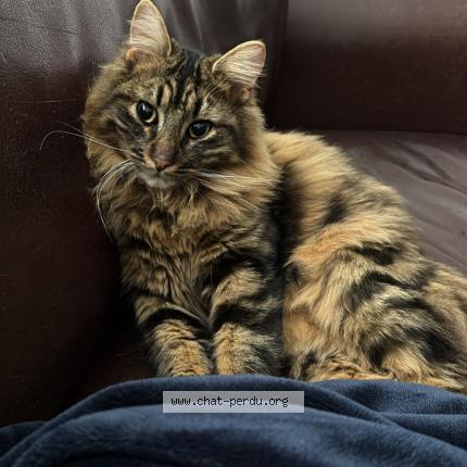 Photo 1/1 Jack Chat lost in Francheville