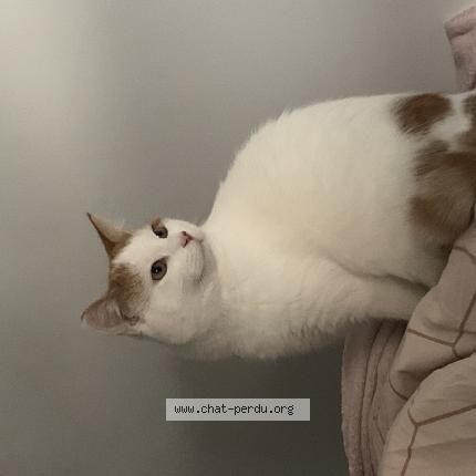 Photo 1/1 Ace Chat lost in Saint genest lerpt