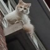 Picture of cat found at Wattrelos