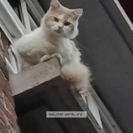 Photo 1/1 Found cat Found in Wattrelos