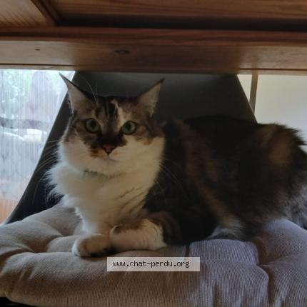 Photo 1/1 Cookie Chat lost in Saint maurice de gourdan