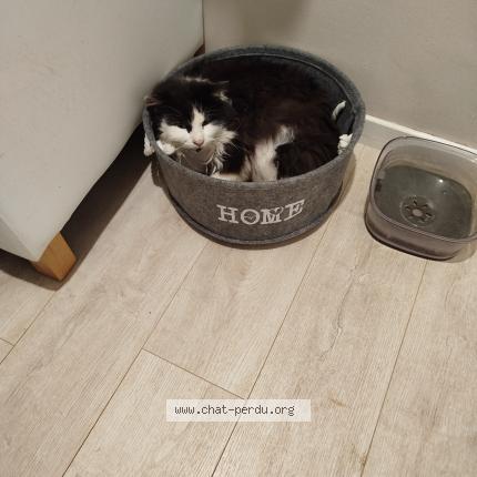 Photo 1/1 Joey Chat lost in Aumetz