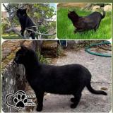 Picture of cat lost at Villiers Sur Marne