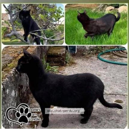 Photo 1/1 Filou Chat lost in Villiers sur marne