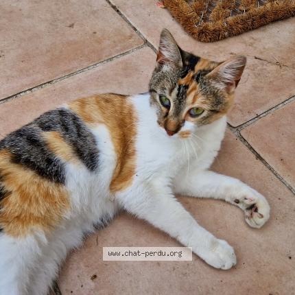 Photo 1/1 Bizu Chat lost in Amiens